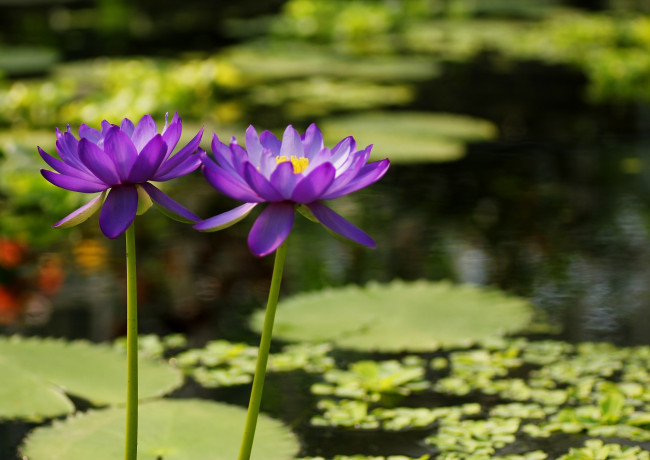 Обои картинки фото цветы, лилии водяные,  нимфеи,  кувшинки, пруд, лепестки, фиолетовый