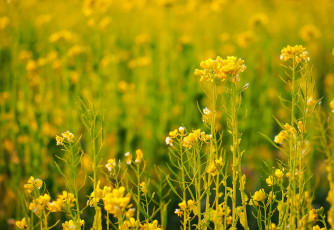 Картинка цветы луговые+ полевые +цветы растение трава луг поле