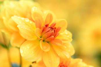 Картинка цветы георгины цветок макро георгина лепестки капли вода оранжевый