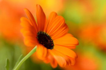 Картинка цветы календула макро цветок цвет оранжевый лепестки размытость