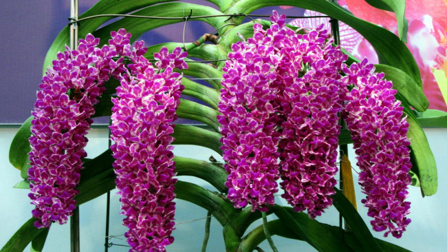 Обои картинки фото цветы, орхидеи, гроздья