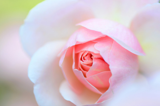 Обои картинки фото цветы, розы, роза, нежность, макро, цветок, лепестки, розовая