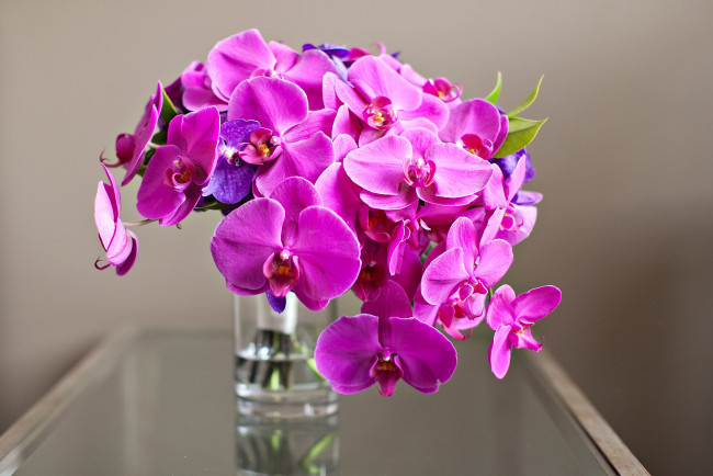 Обои картинки фото цветы, орхидеи, букет, розовый