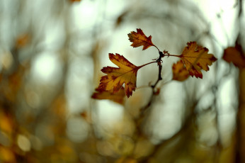 Картинка природа листья макро ветка осень