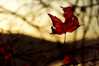 Картинка природа листья макро ветка осень свет