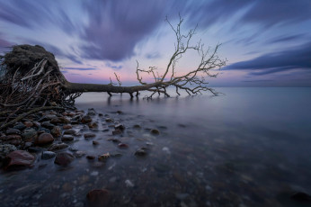 Картинка природа побережье гладь залив выдержка дерево море корни дания камни