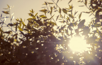 Картинка природа восходы закаты листва солнце свет блики