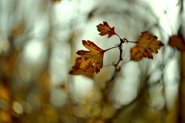 Обои картинки фото природа, листья, макро, ветка, осень