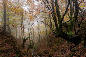 Картинка природа лес овраг ручей деревья осень