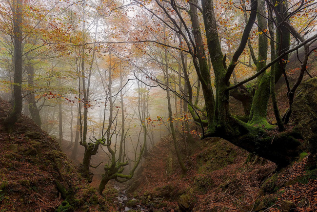 Обои картинки фото природа, лес, овраг, ручей, деревья, осень