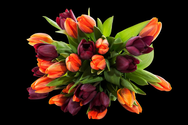 Обои картинки фото цветы, тюльпаны, букет, фиолетовые, черный, фон, оранжевые