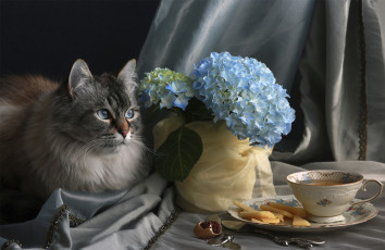 Картинка животные коты кот гртензия цветы