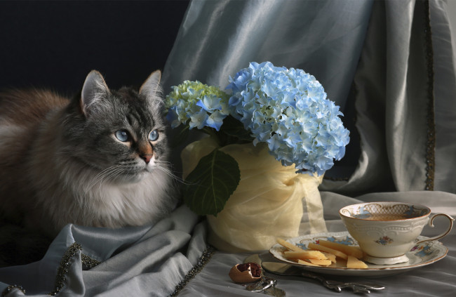 Обои картинки фото животные, коты, кот, гртензия, цветы