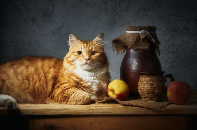 Обои картинки фото животные, коты, кот, кошка