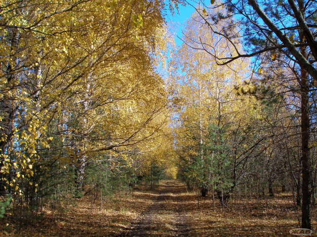 Обои картинки фото 