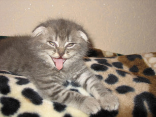 Картинка животные коты язык кот вислоухий