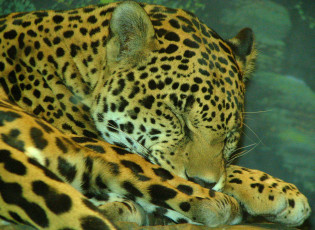 Картинка домашний котёнок животные Ягуары морда спит лежит ягуар