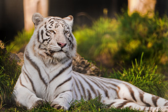 Картинка животные тигры белый тигр лежит трава