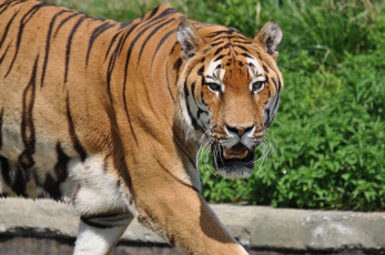 Картинка животные тигры взгляд морда идёт тигр