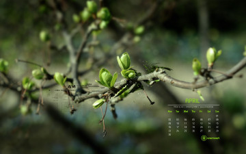 Картинка календари природа листочки ветка