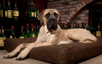 Картинка животные собаки вино собака