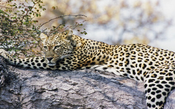 Картинка сама грация животные леопарды леопард лежит смотрит