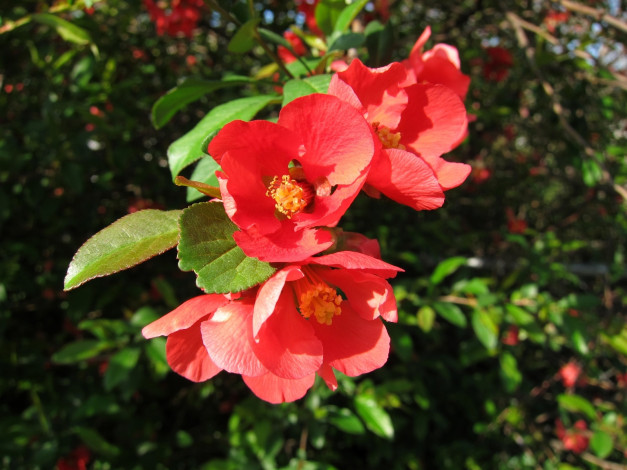 Обои картинки фото цветы, айва, красный