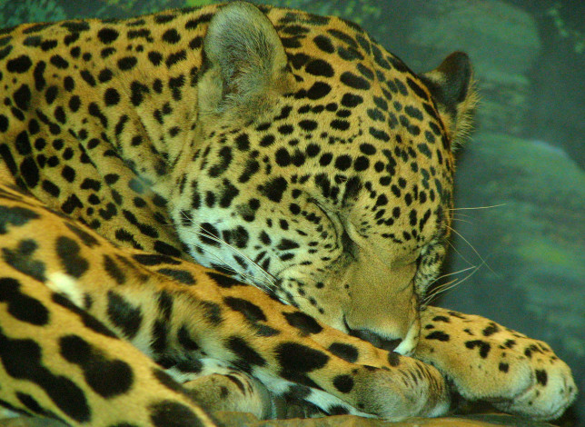 Обои картинки фото домашний, котёнок, животные, Ягуары, морда, спит, лежит, ягуар