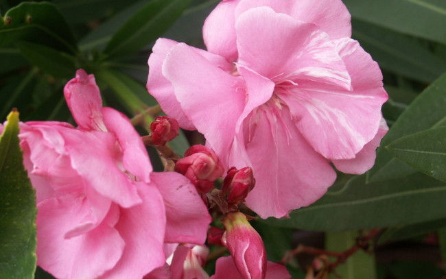 Обои картинки фото цветы, олеандры, розовый