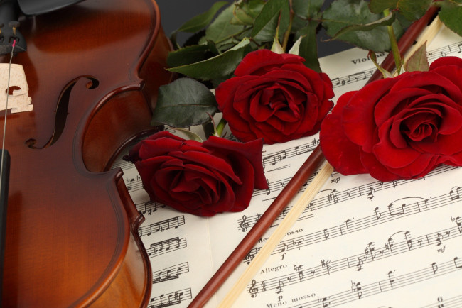 Обои картинки фото музыка, музыкальные, инструменты, скрипка, смычок, ноты, розы