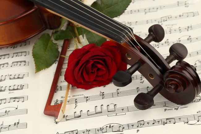 Обои картинки фото музыка, музыкальные, инструменты, скрипка, смычок, ноты, роза