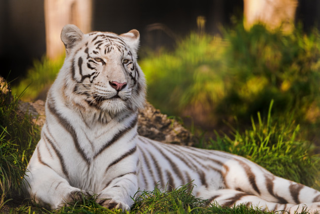 Обои картинки фото животные, тигры, белый, тигр, лежит, трава