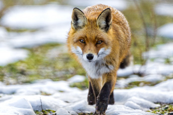 Картинка животные лисы рыжая хитрюля взгляд