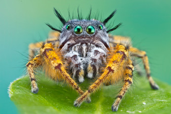 Картинка животные пауки мохнатый паук джапер