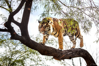 обоя животные, тигры, дерево, хищник