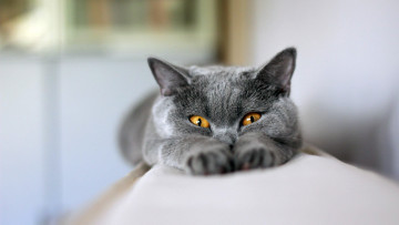 Картинка животные коты глазки ушки лапки
