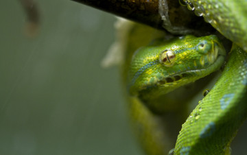 Картинка животные змеи питоны кобры глаз зеленый