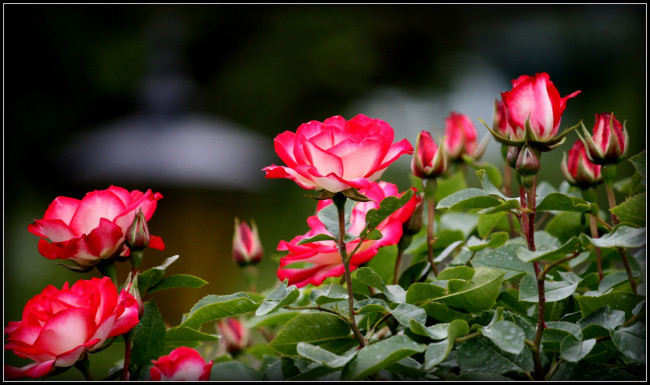 Обои картинки фото цветы, розы, куст, бутоны