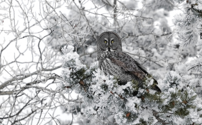 Обои картинки фото животные, совы, неясыть, зима, деревл, снег