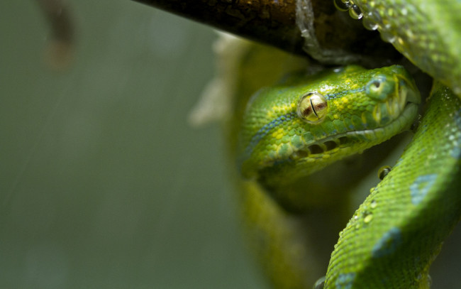 Обои картинки фото животные, змеи, питоны, кобры, глаз, зеленый