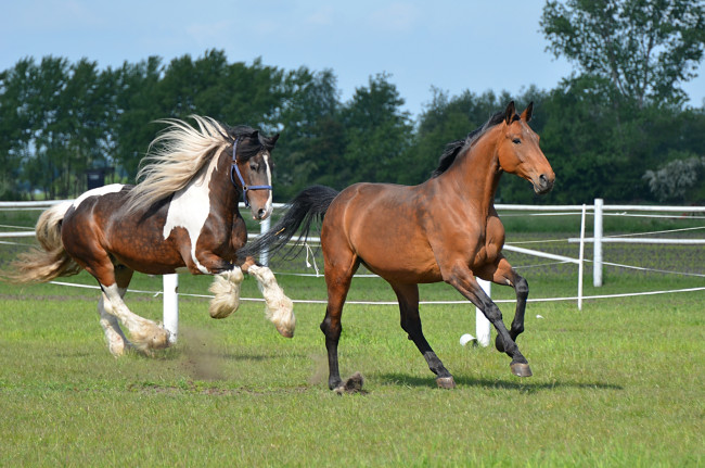 Обои картинки фото животные, лошади, бег, гривы