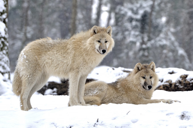 Обои картинки фото животные, волки, пара, снег