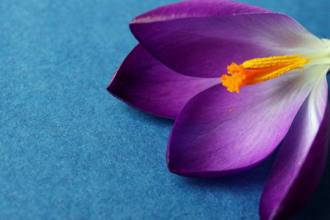 Обои картинки фото цветы, крокусы, фиолетовый, макро