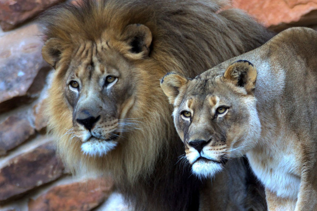 Обои картинки фото животные, львы, пара
