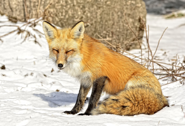 Обои картинки фото животные, лисы, жмурится, снег