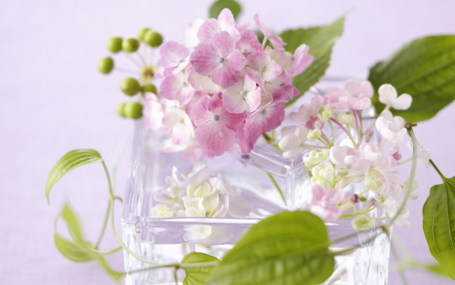 Обои картинки фото цветы, гортензия, ваза, стекло, лепестки, листья
