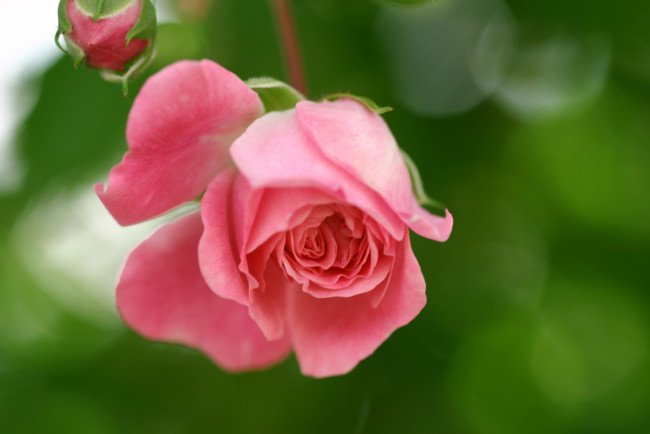 Обои картинки фото цветы, розы, бутон, роза, цветок, розовая