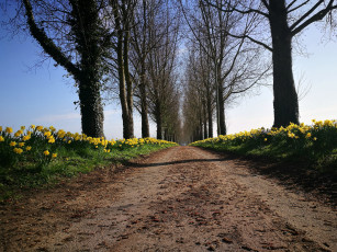 Картинка природа дороги деревья нарциссы дорога весна