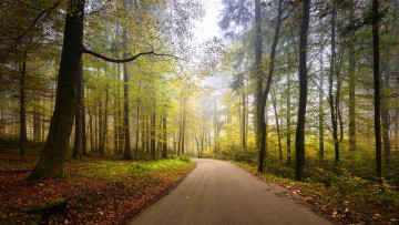 Картинка природа дороги деревья дорога switzerland zumikon осень