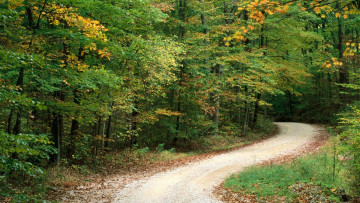 Картинка природа дороги деревья осень поворот дорога
